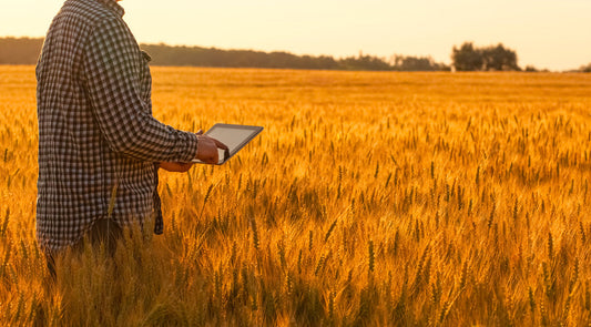 Uomo con tablet in campo di grano dorato al tramonto, innovazione tecnologica nella panificazione 2025